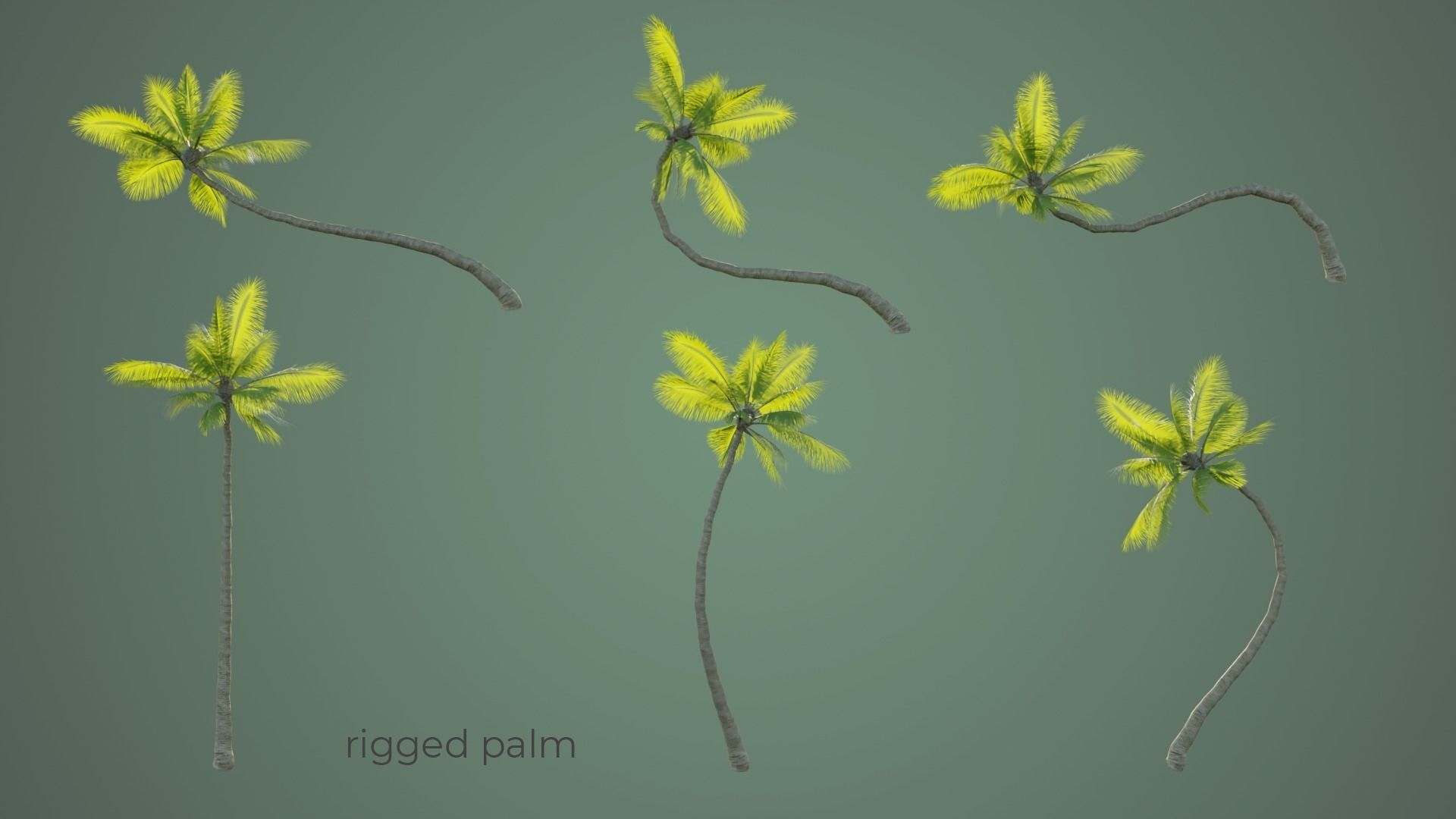 Palm Trees Low-poly 3D model_5