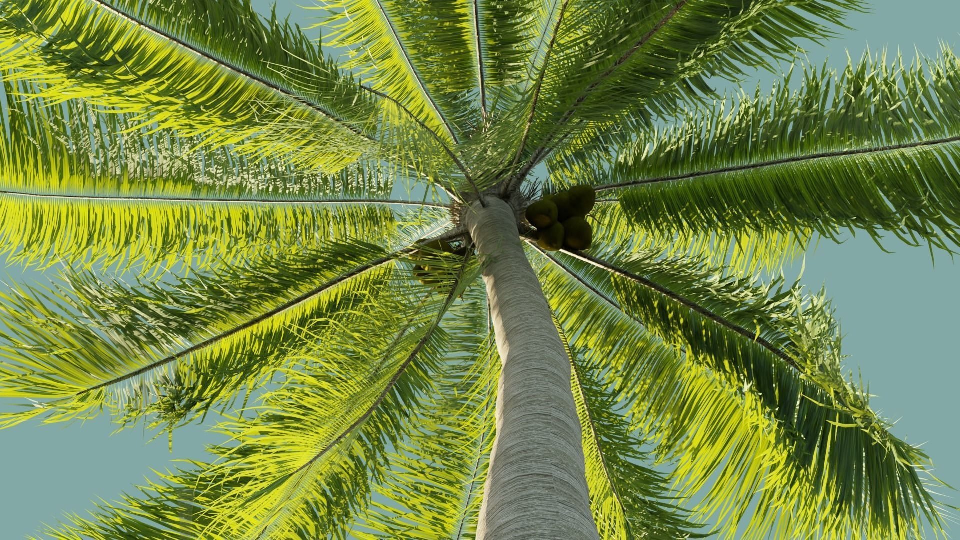 Palm Trees Low-poly 3D model_10