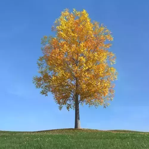 Yellow Leaf Tree