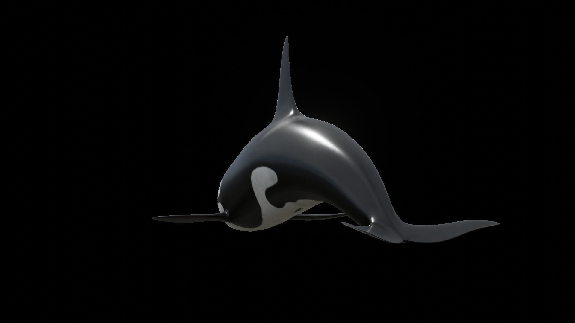 Orca killer whale Low-poly 3D model_54