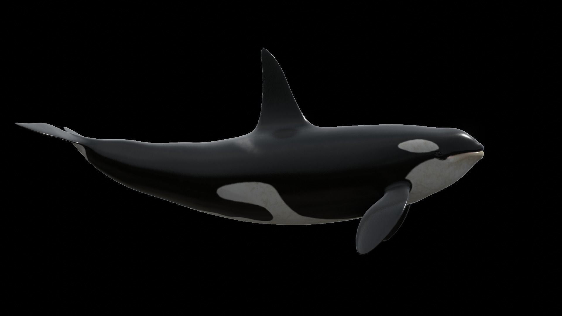 Orca killer whale Low-poly 3D model_59