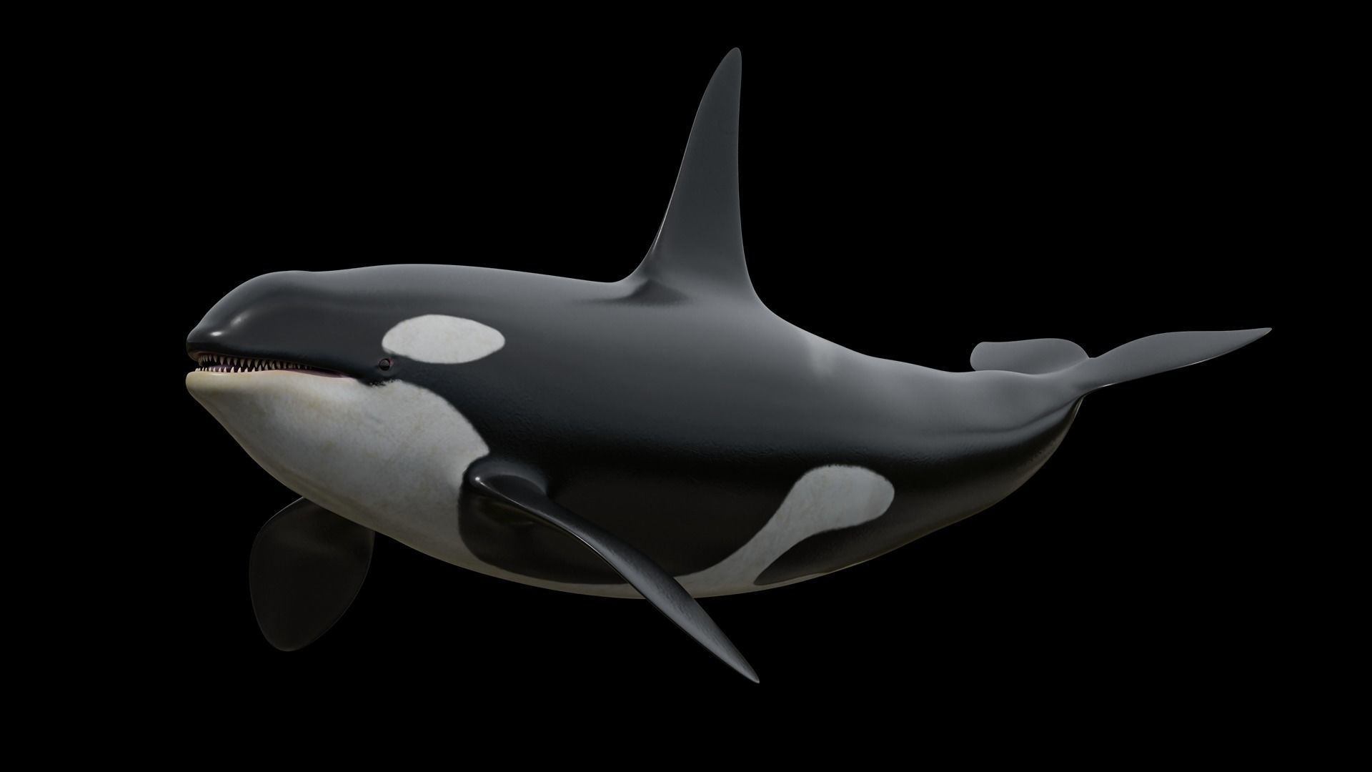 Orca killer whale Low-poly 3D model_9