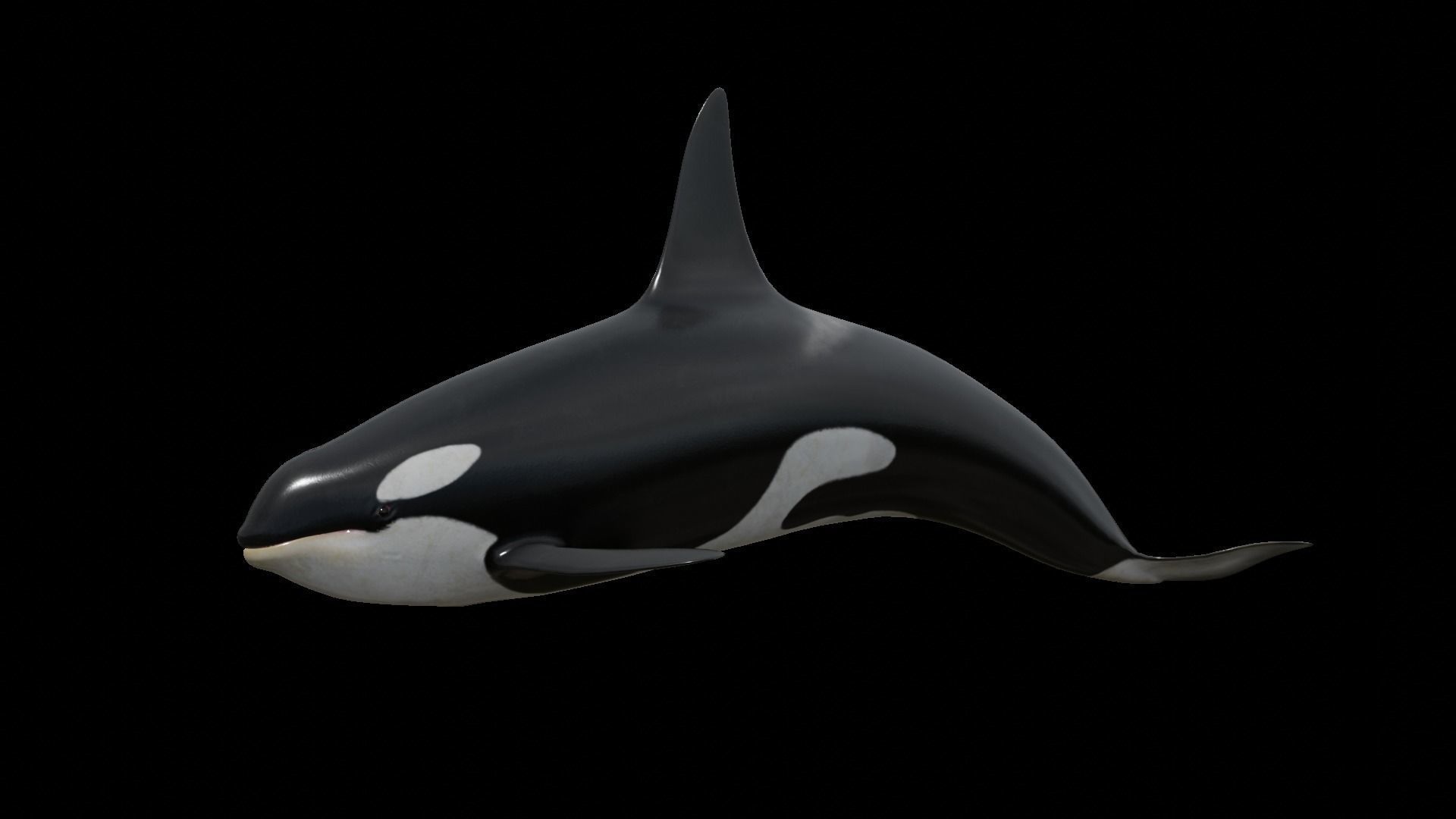 Orca killer whale Low-poly 3D model_51