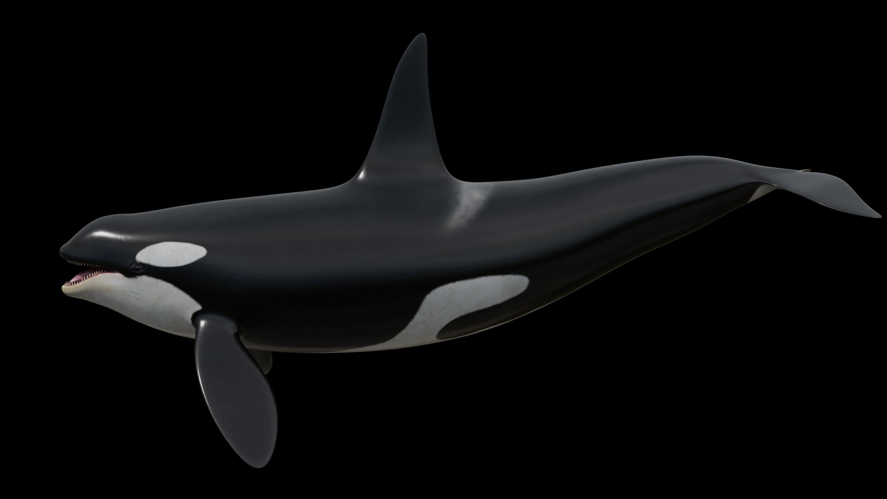 Orca killer whale Low-poly 3D model_6