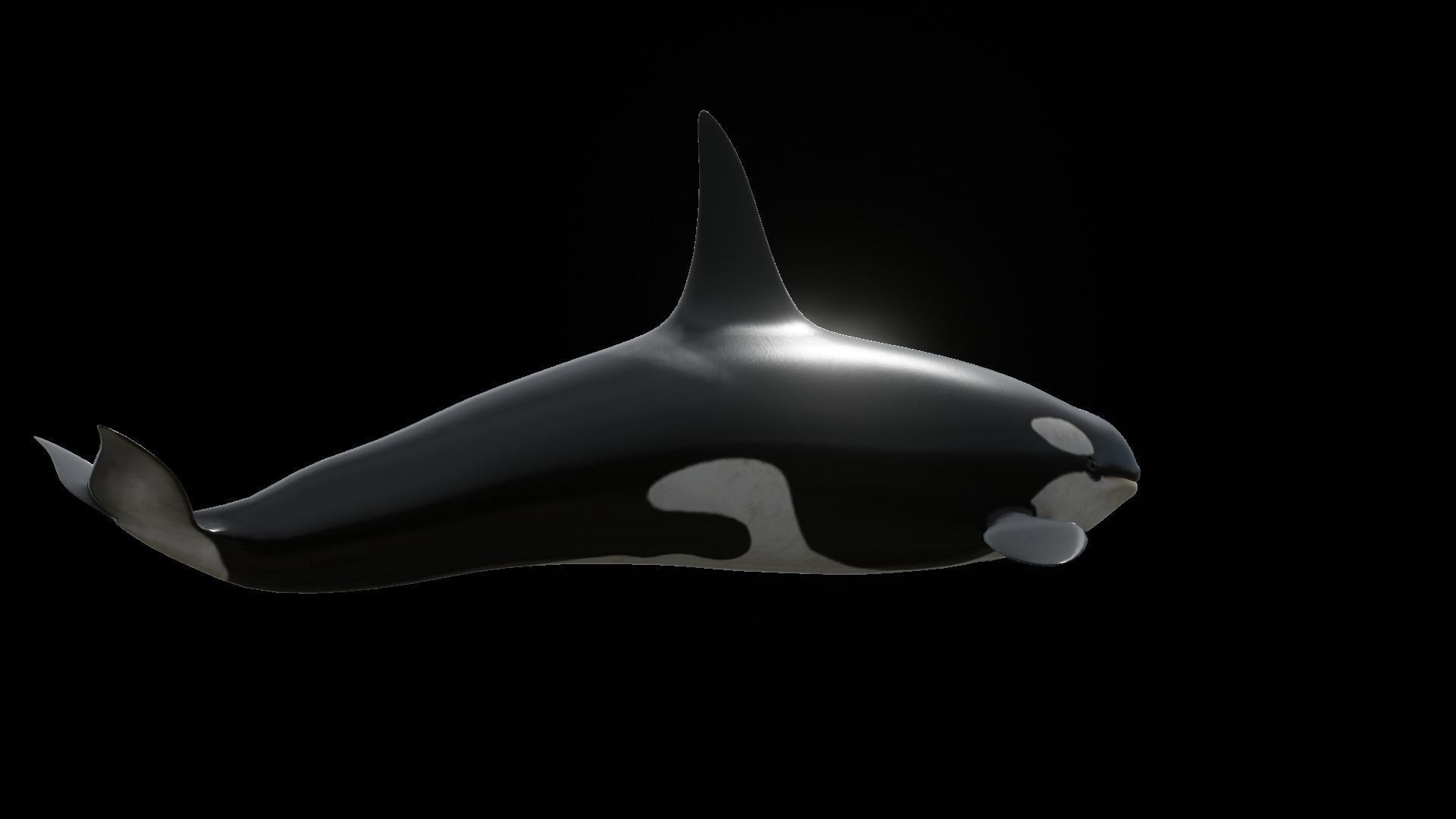 Orca killer whale Low-poly 3D model_41