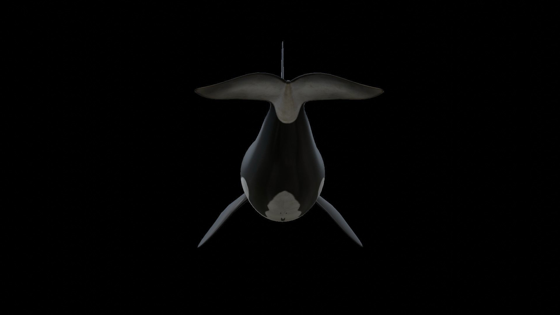 Orca killer whale Low-poly 3D model_40