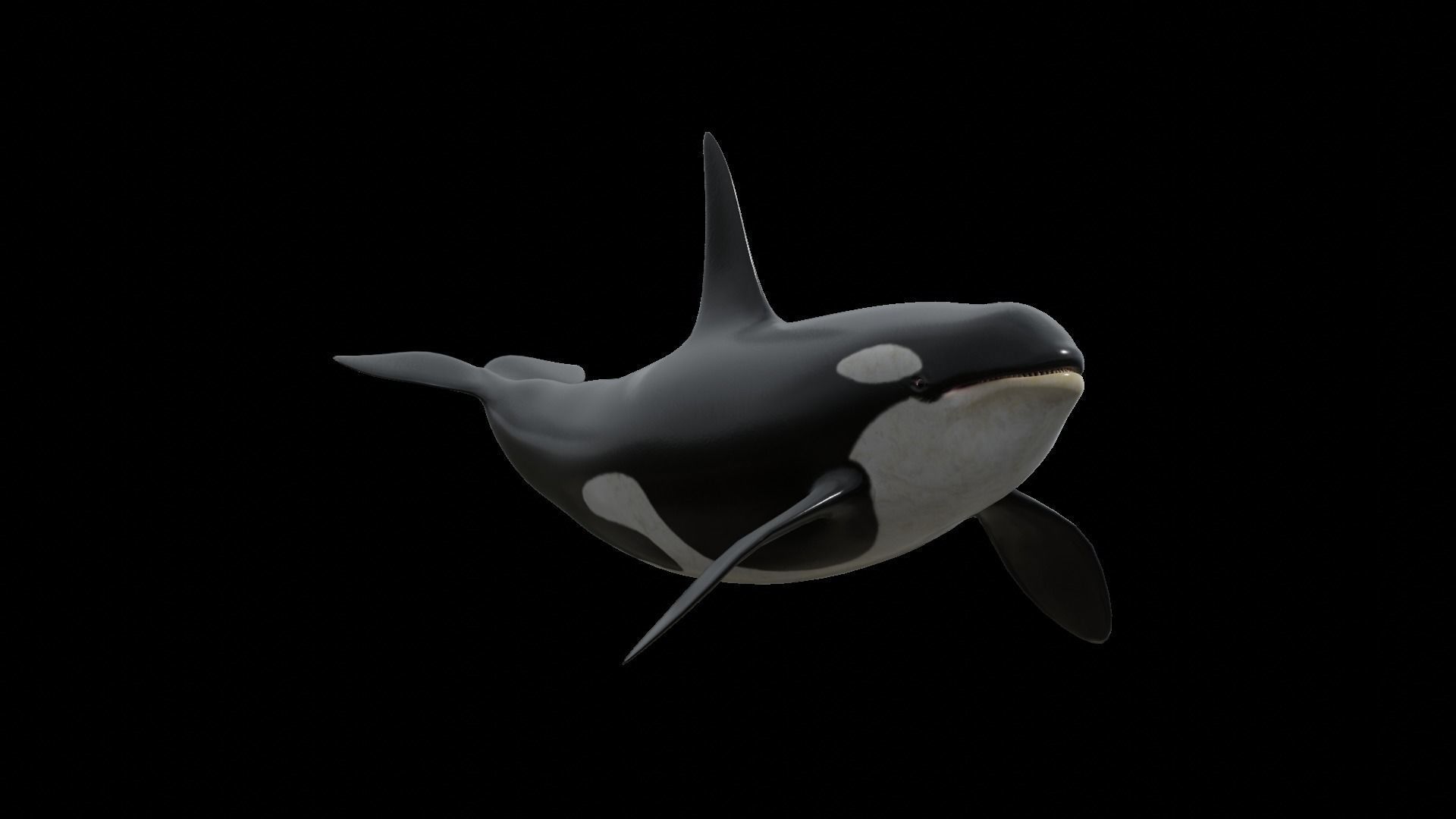 Orca killer whale Low-poly 3D model_37