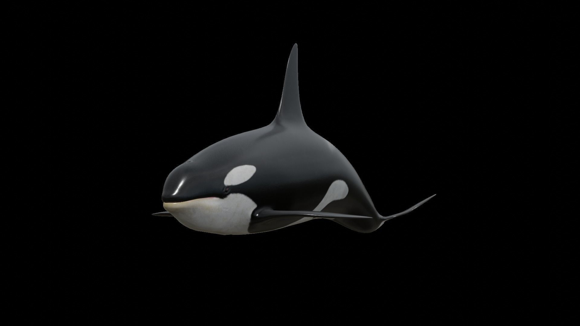 Orca killer whale Low-poly 3D model_61