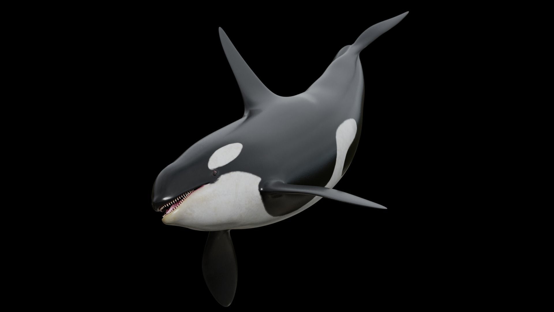 Orca killer whale Low-poly 3D model_26