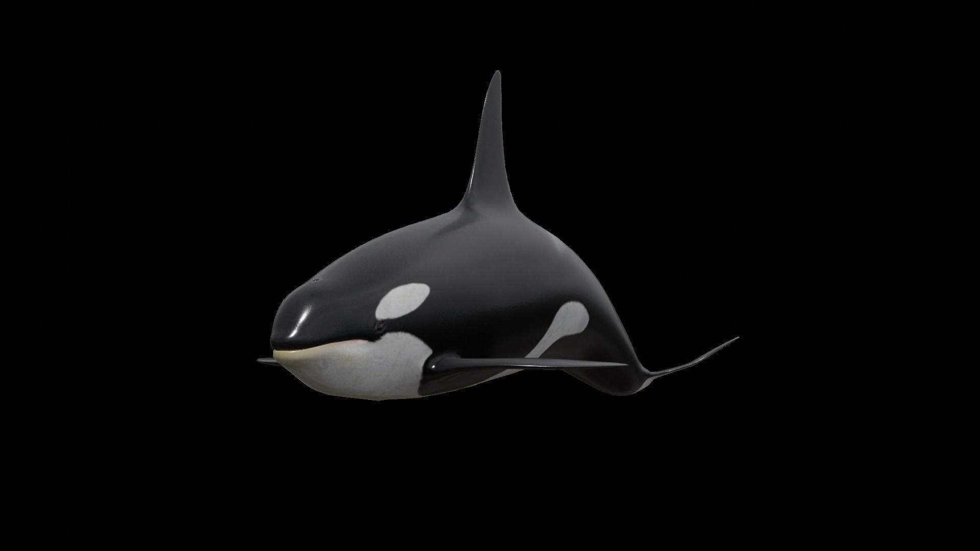 Orca killer whale Low-poly 3D model_36