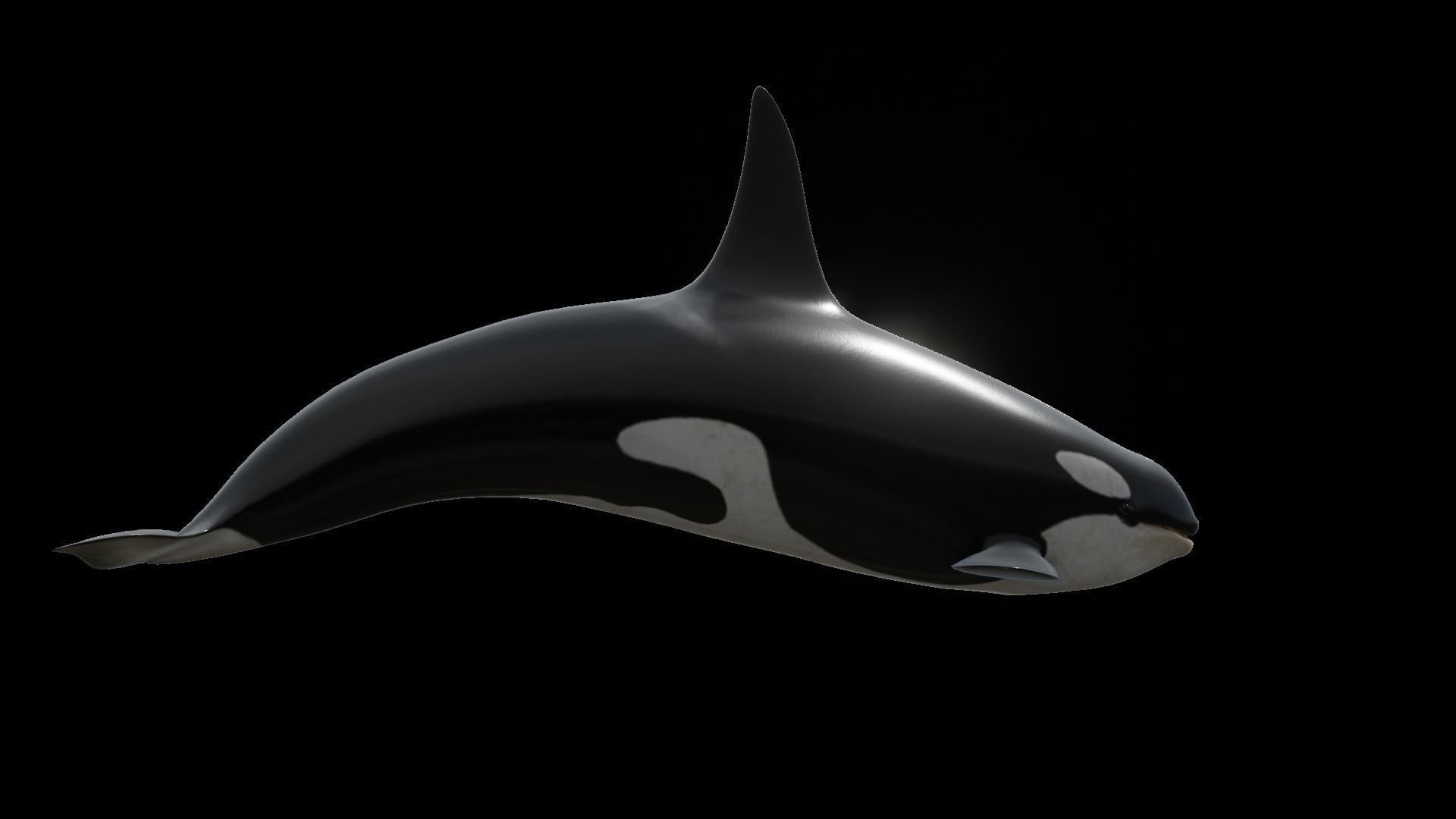 Orca killer whale Low-poly 3D model_63