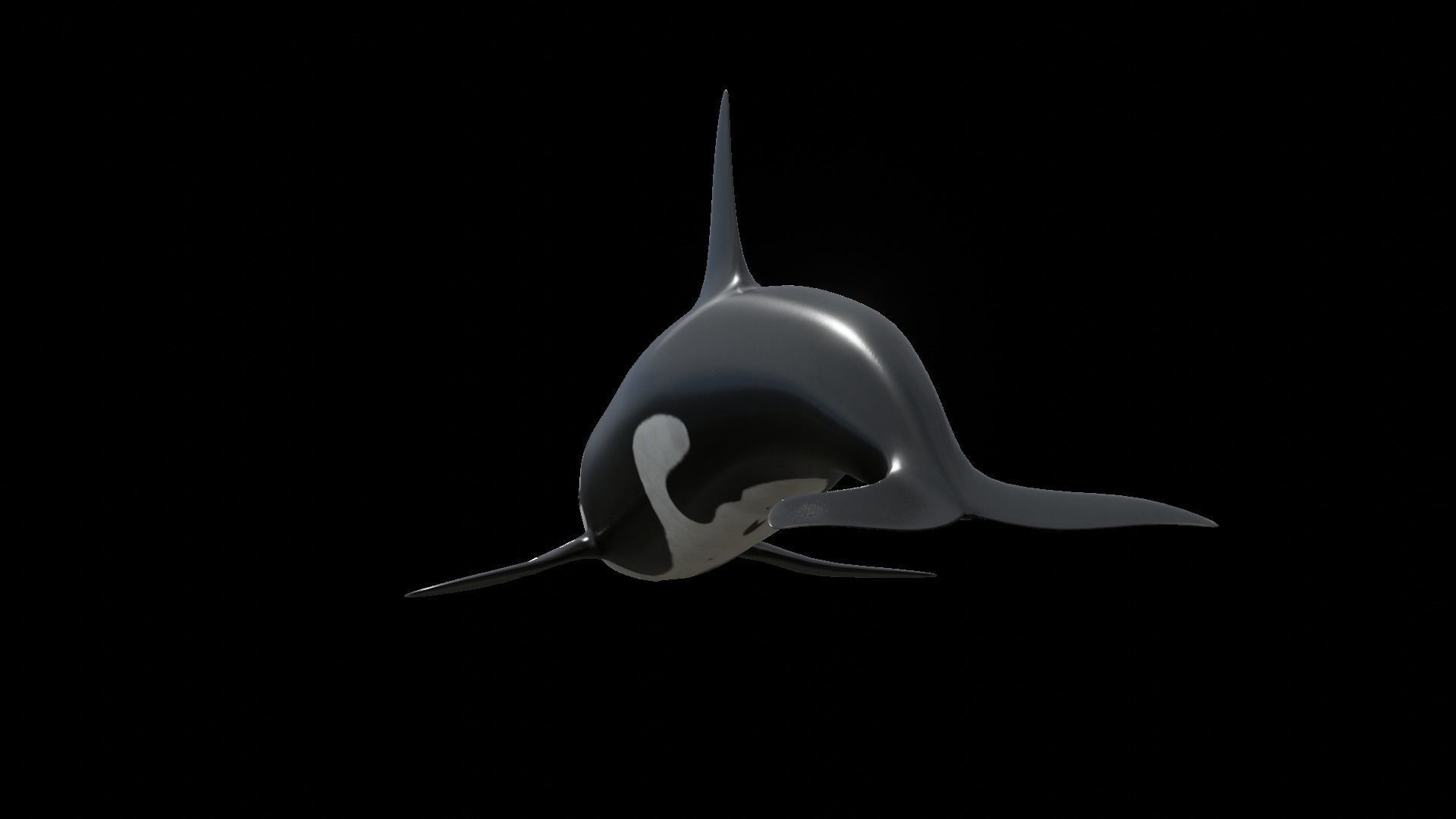 Orca killer whale Low-poly 3D model_46