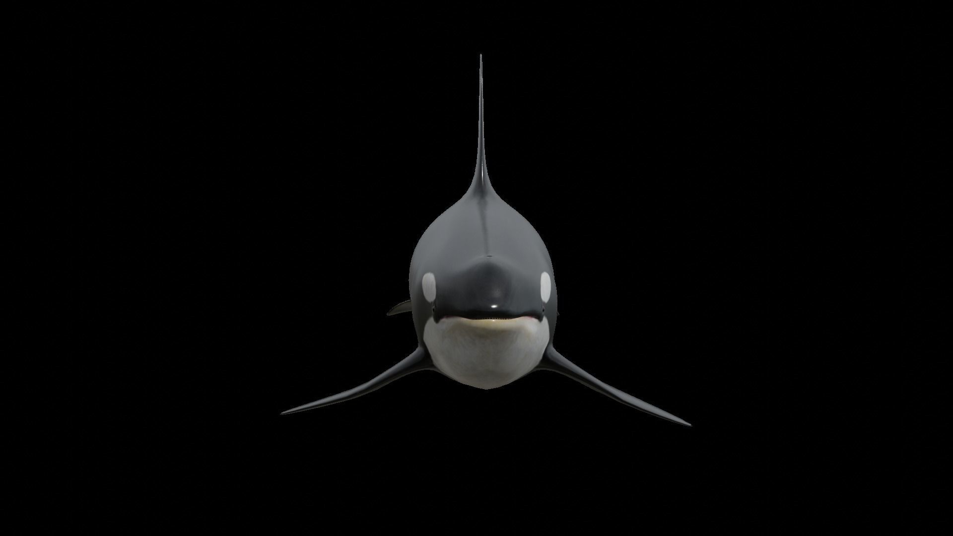 Orca killer whale Low-poly 3D model_55