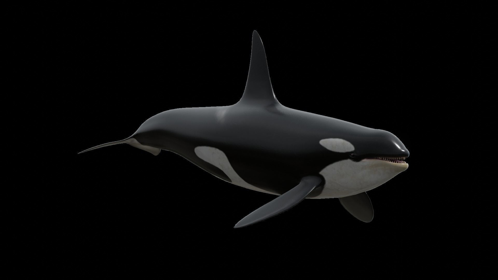 Orca killer whale Low-poly 3D model_56