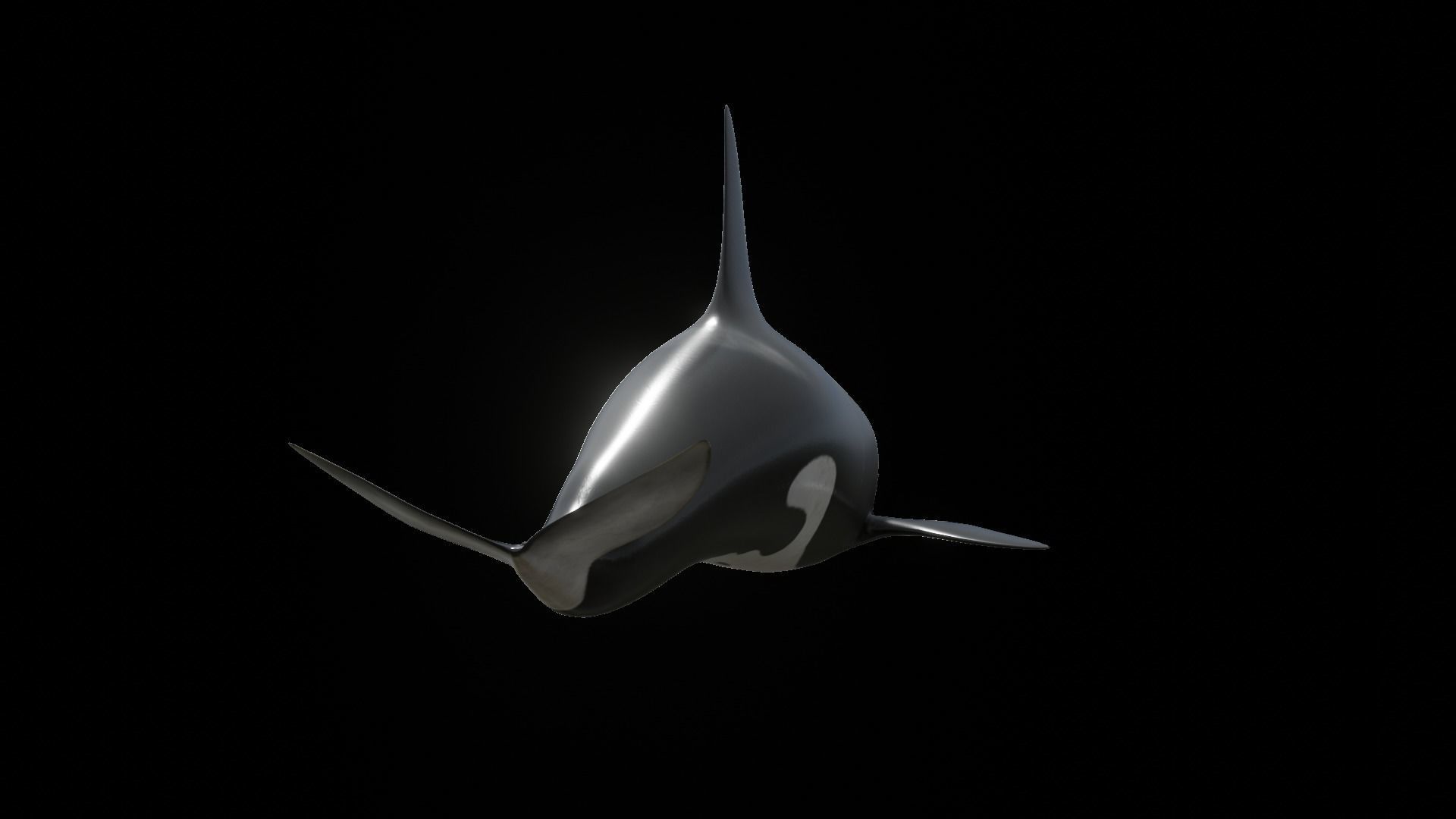 Orca killer whale Low-poly 3D model_57