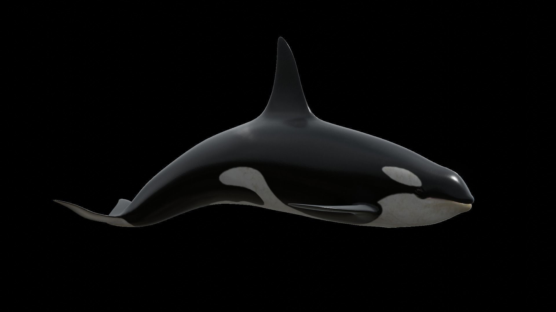 Orca killer whale Low-poly 3D model_32