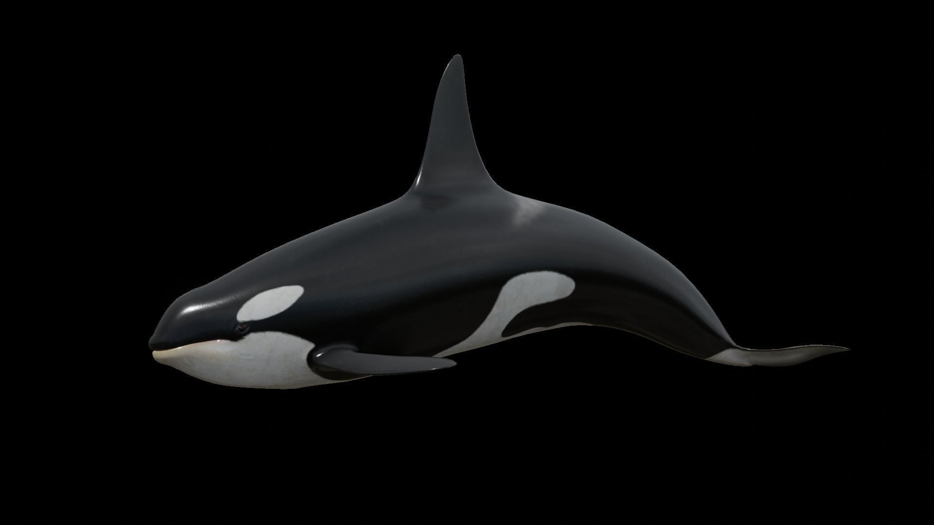 Orca killer whale Low-poly 3D model_38