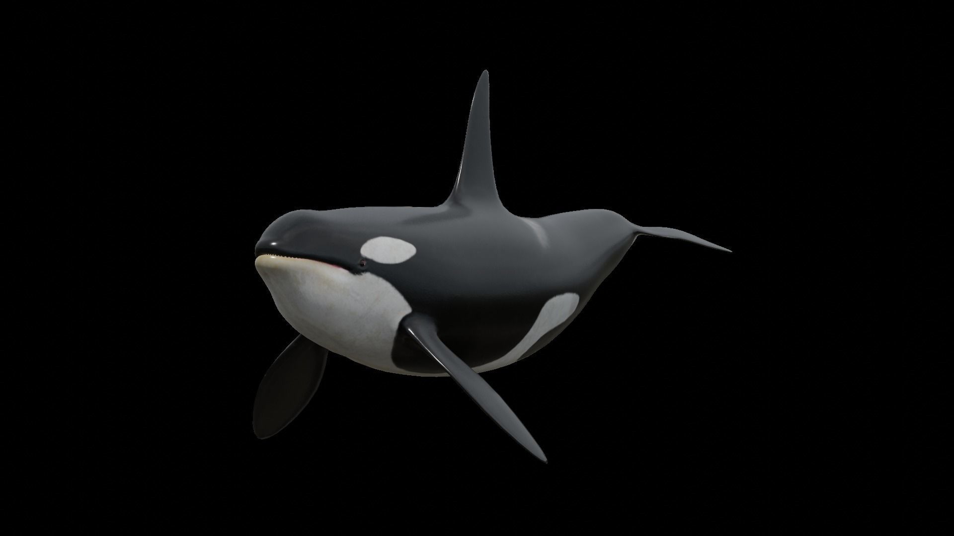 Orca killer whale Low-poly 3D model_34