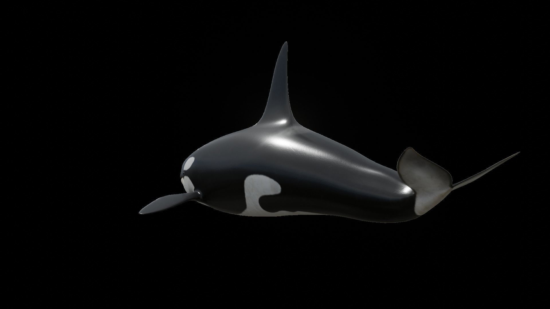 Orca killer whale Low-poly 3D model_43