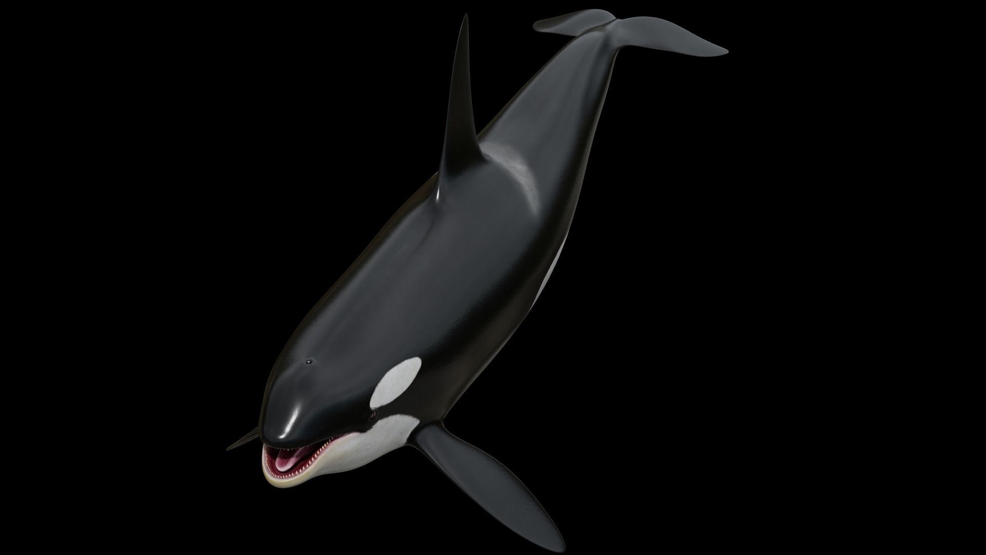Orca killer whale Low-poly 3D model_31