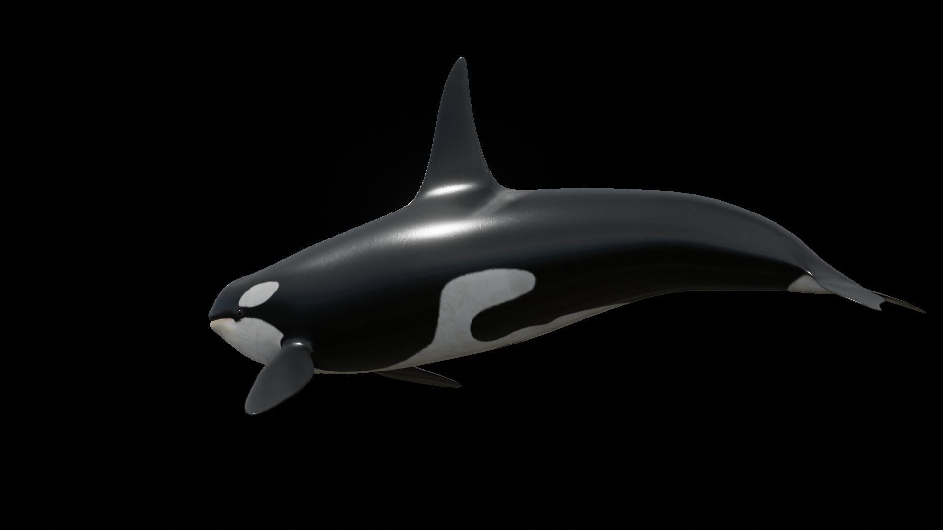 Orca killer whale Low-poly 3D model_44