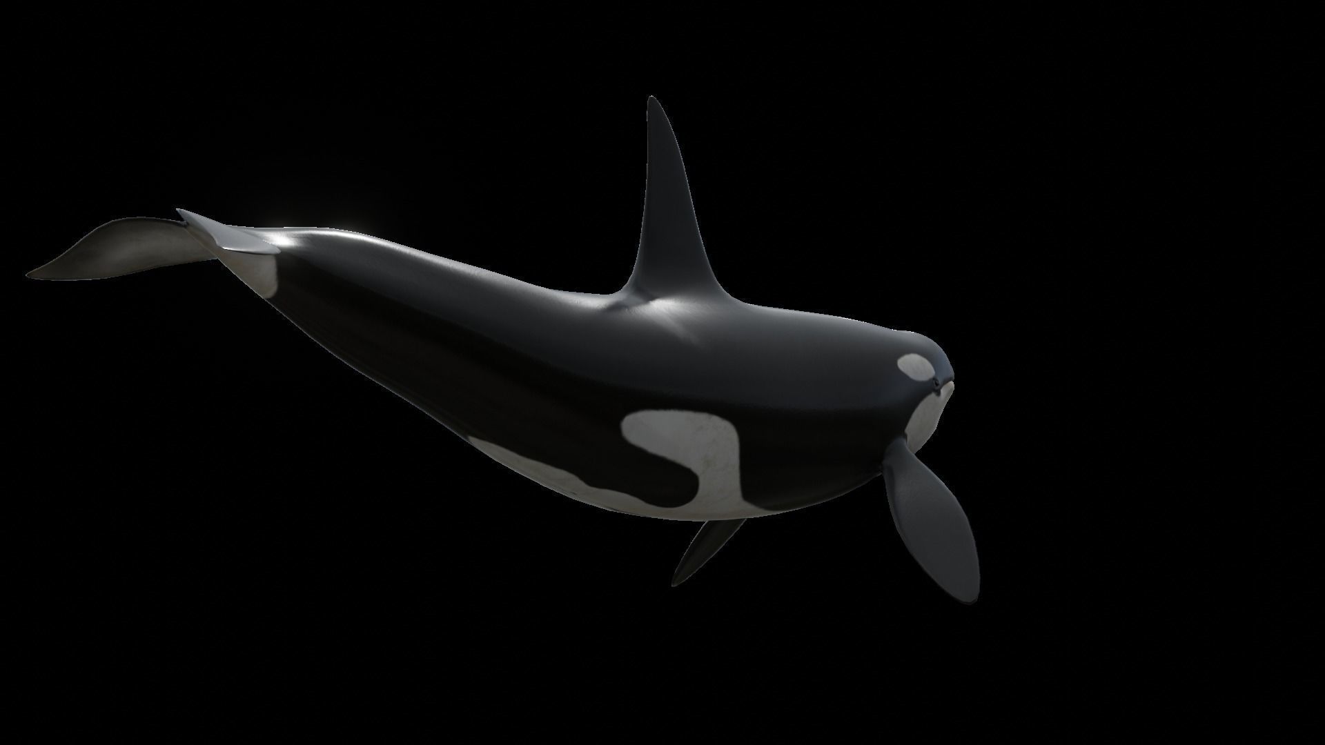 Orca killer whale Low-poly 3D model_52