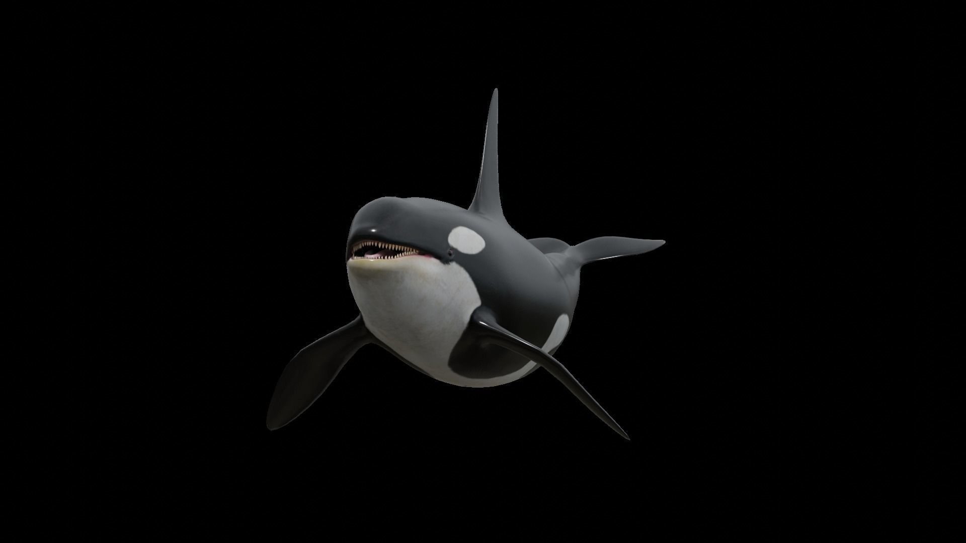 Orca killer whale Low-poly 3D model_33