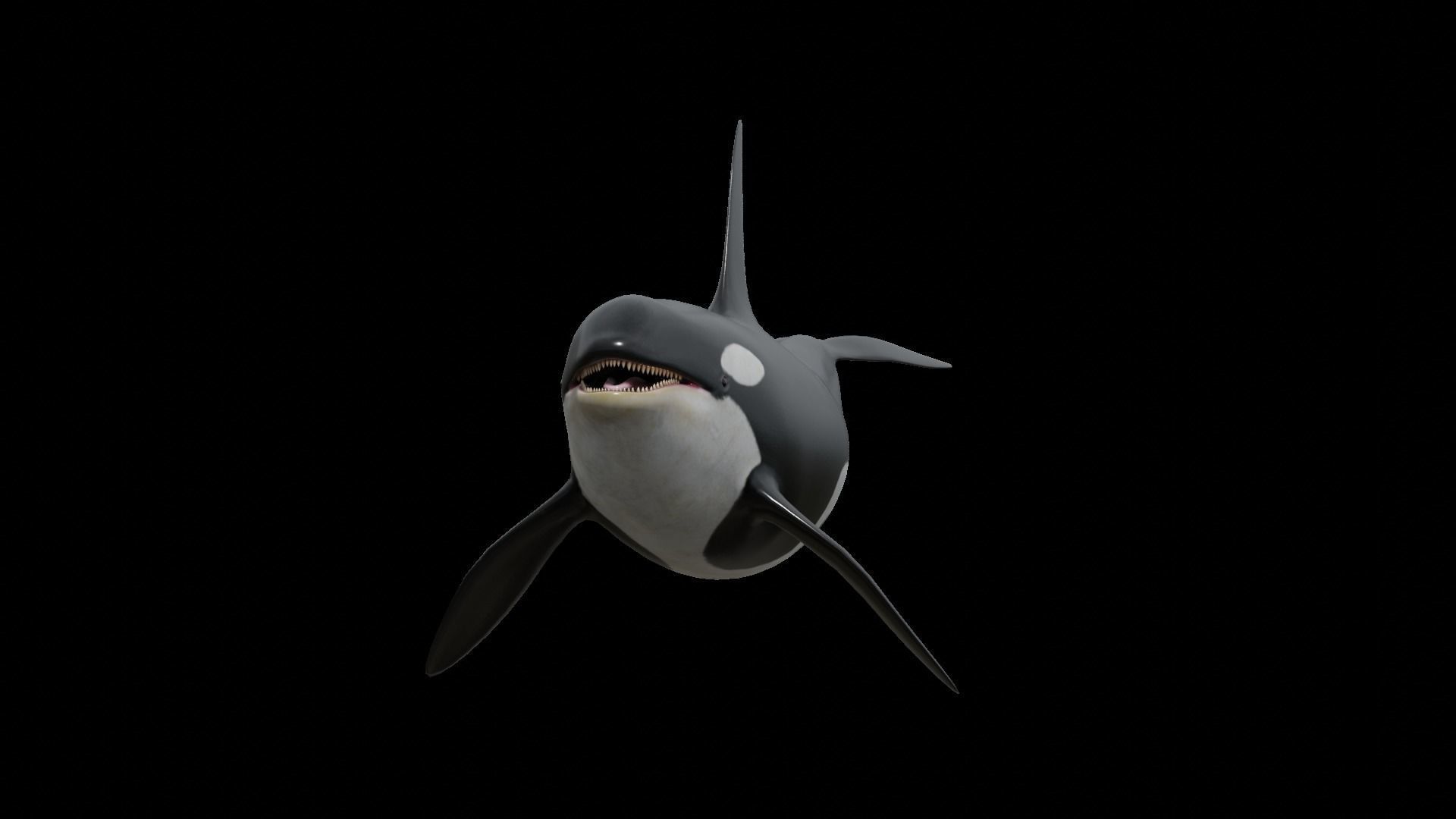 Orca killer whale Low-poly 3D model_64