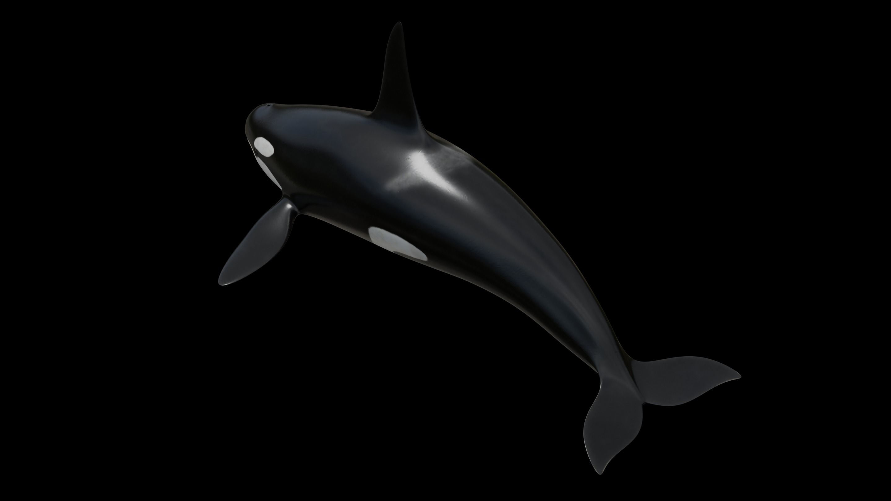 Orca killer whale Low-poly 3D model_27