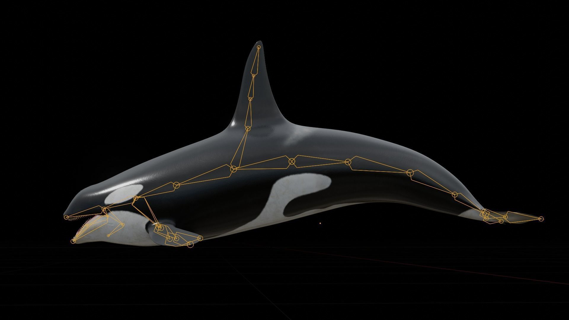 Orca killer whale Low-poly 3D model_30