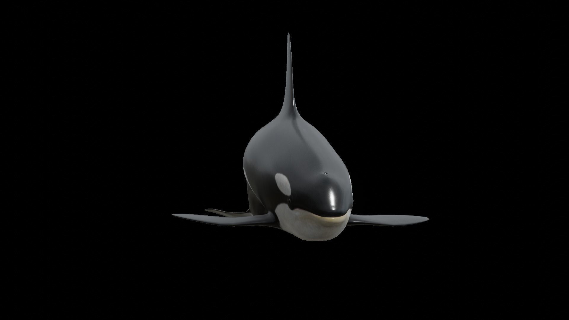 Orca killer whale Low-poly 3D model_35
