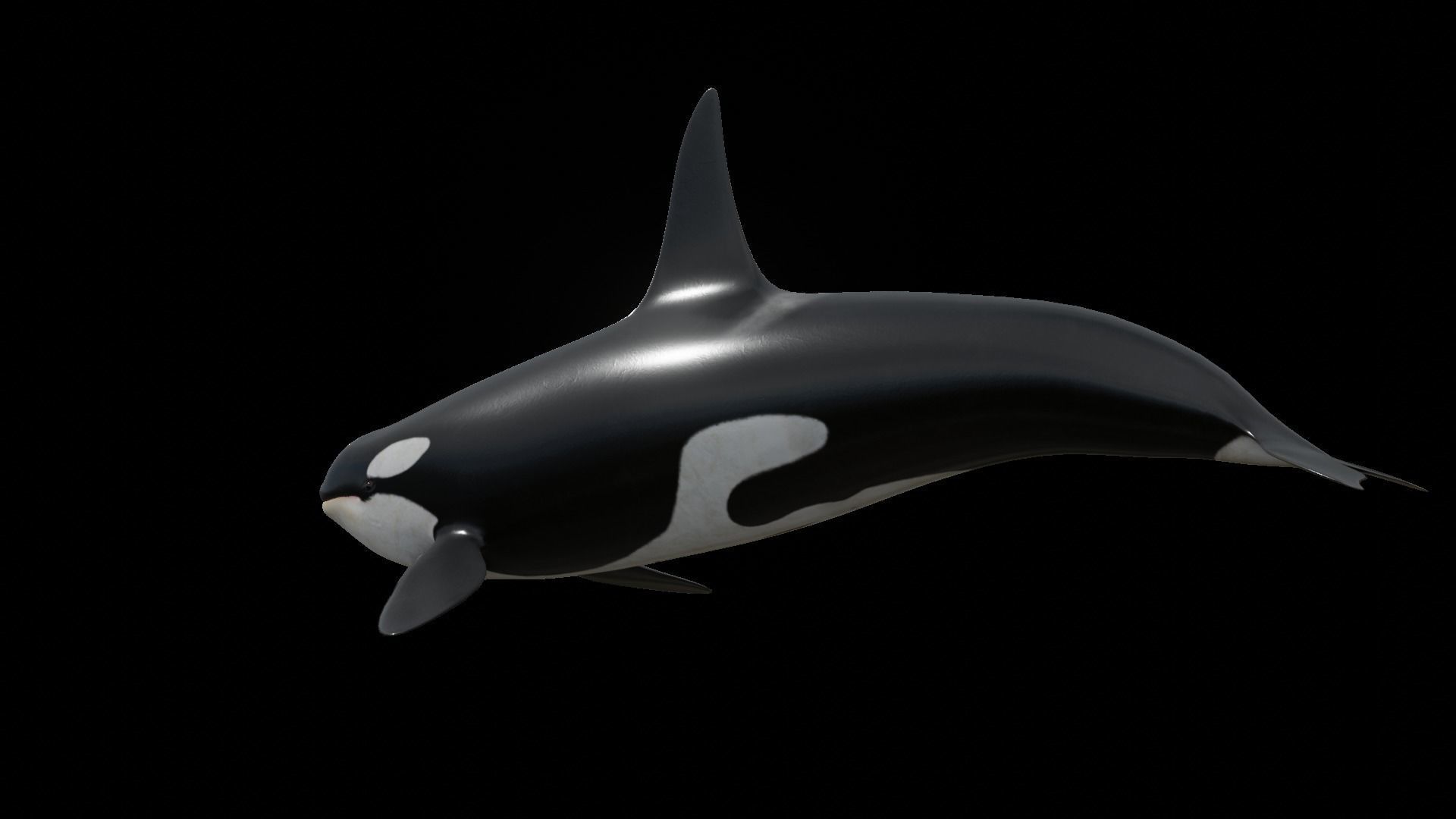 Orca killer whale Low-poly 3D model_48