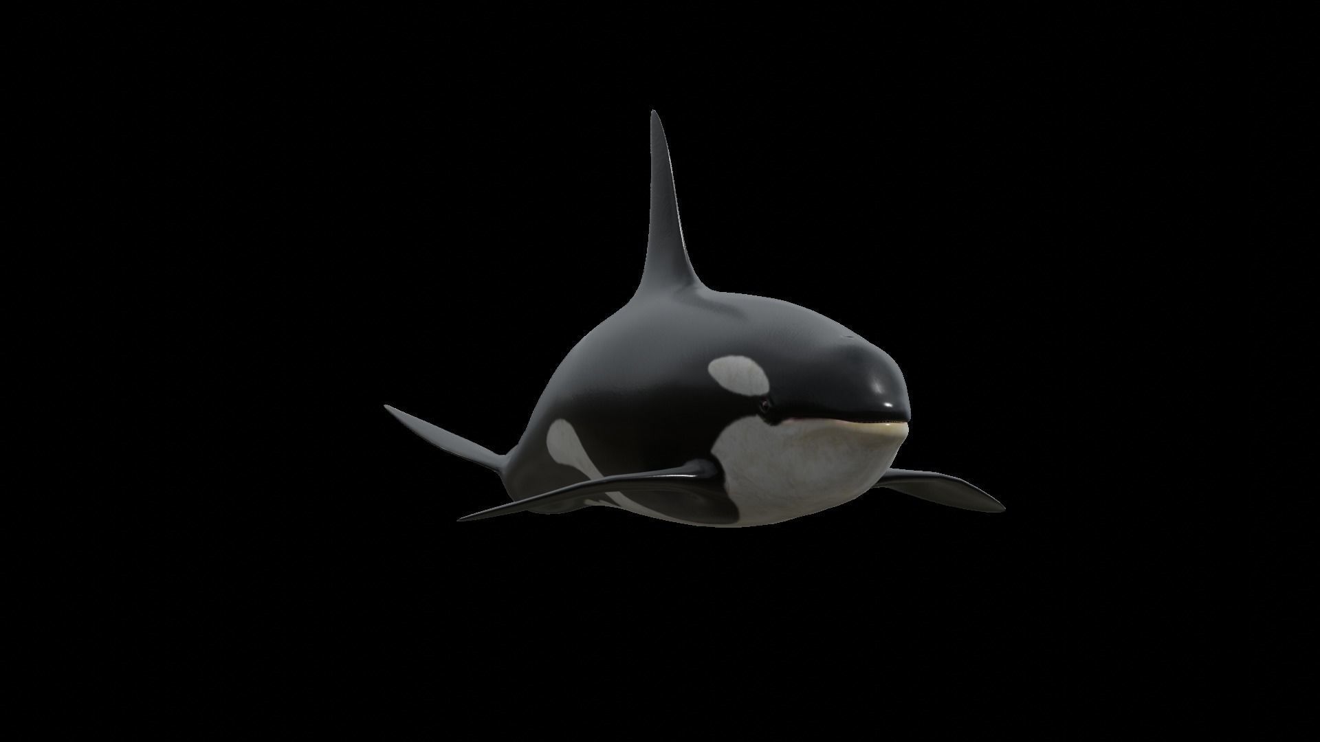 Orca killer whale Low-poly 3D model_62