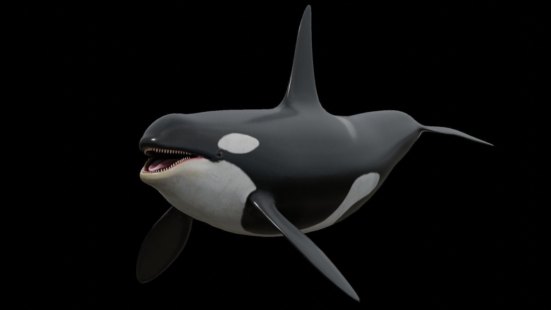 Orca killer whale Low-poly 3D model_25