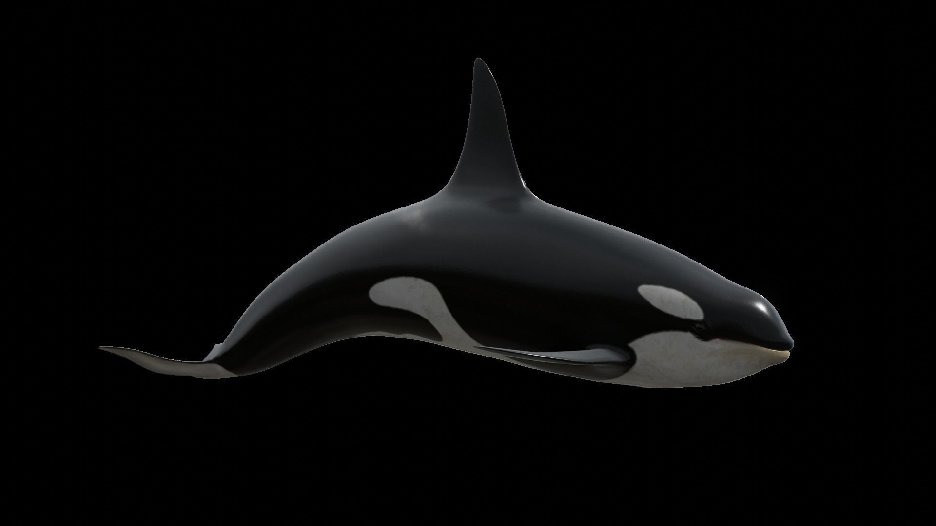 Orca killer whale Low-poly 3D model_60