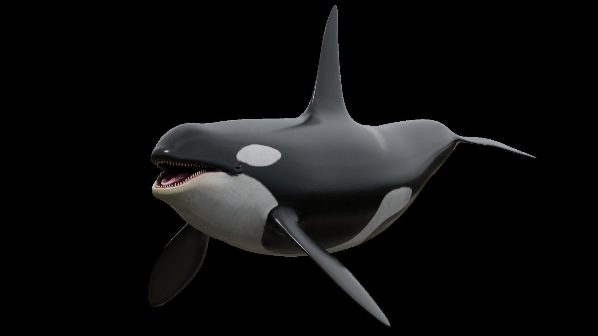 Orca killer whale Low-poly 3D model_16