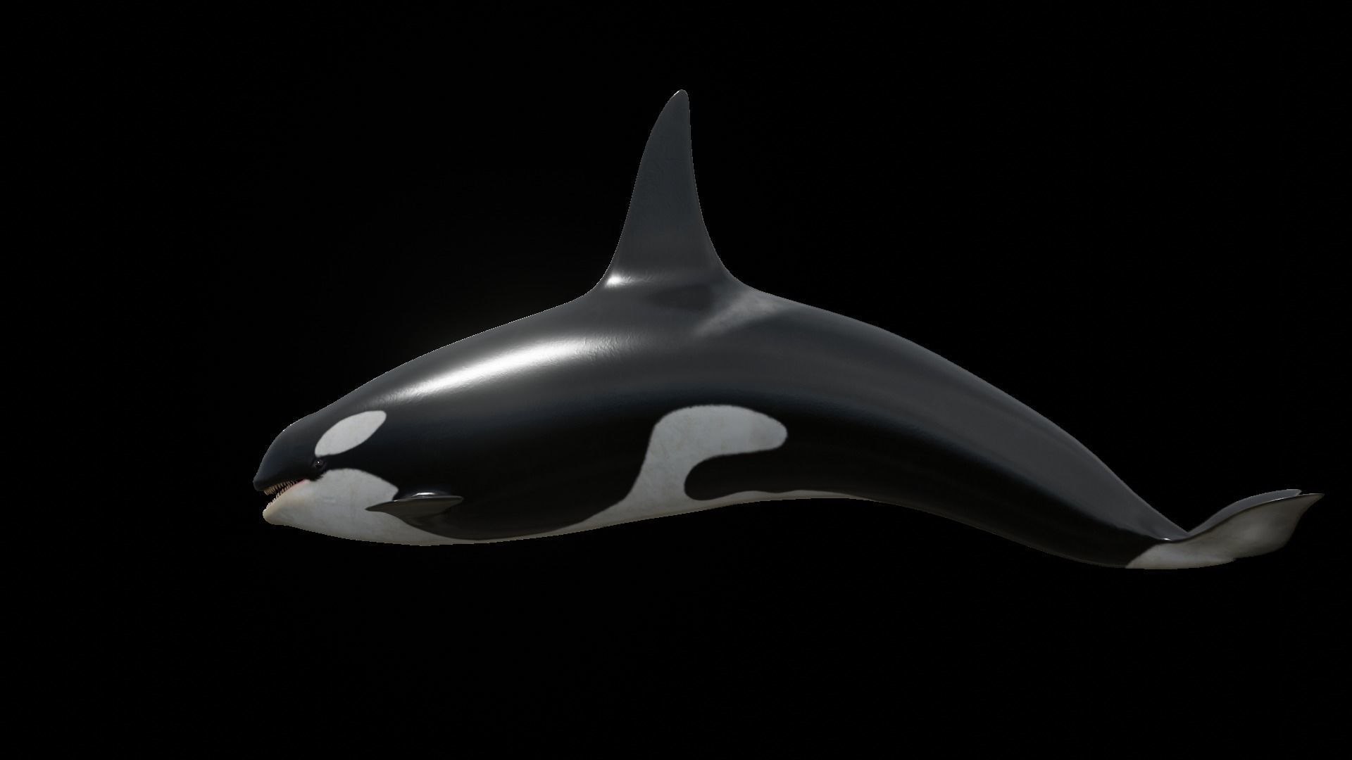 Orca killer whale Low-poly 3D model_39
