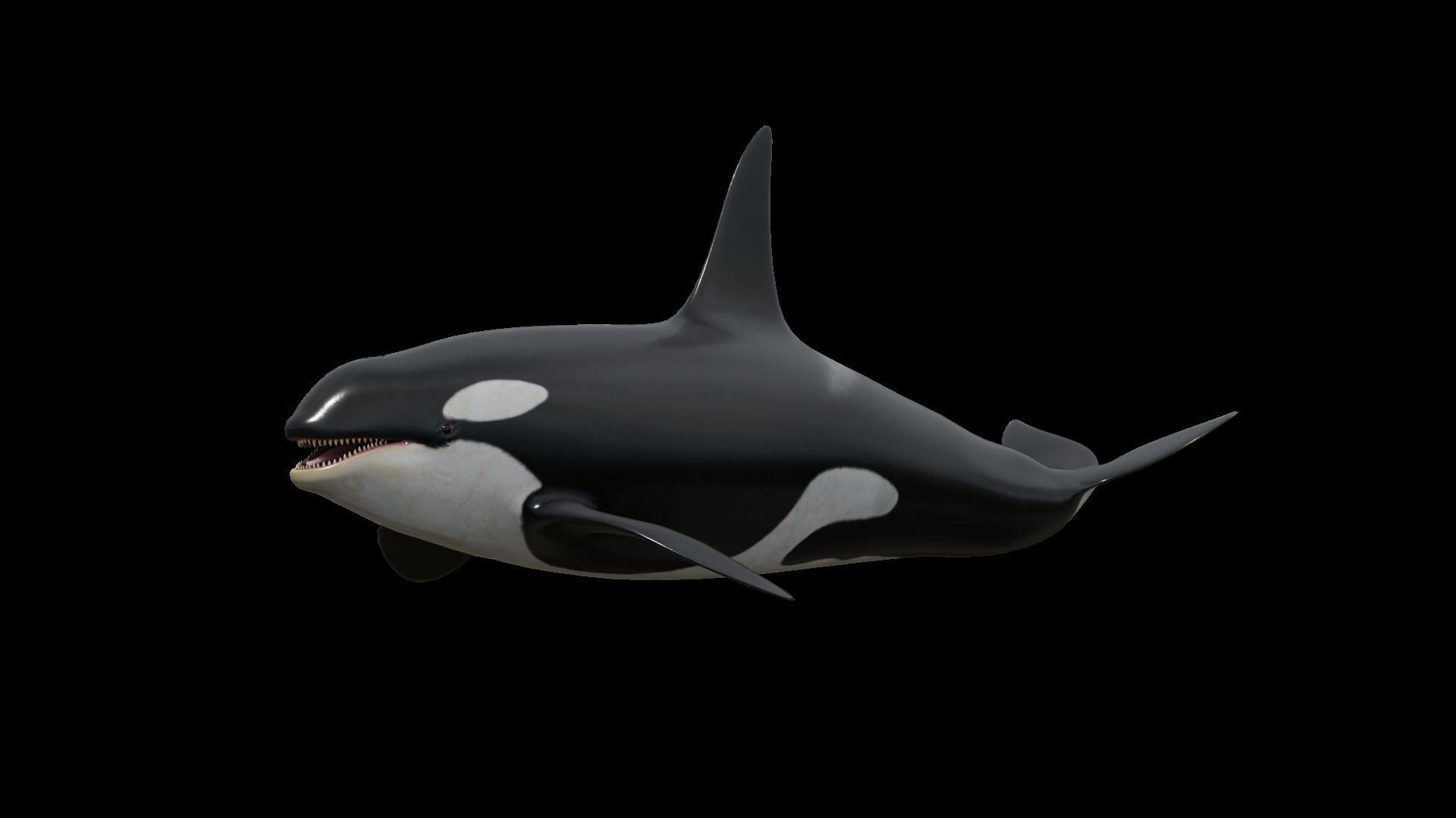 Orca killer whale Low-poly 3D model_45