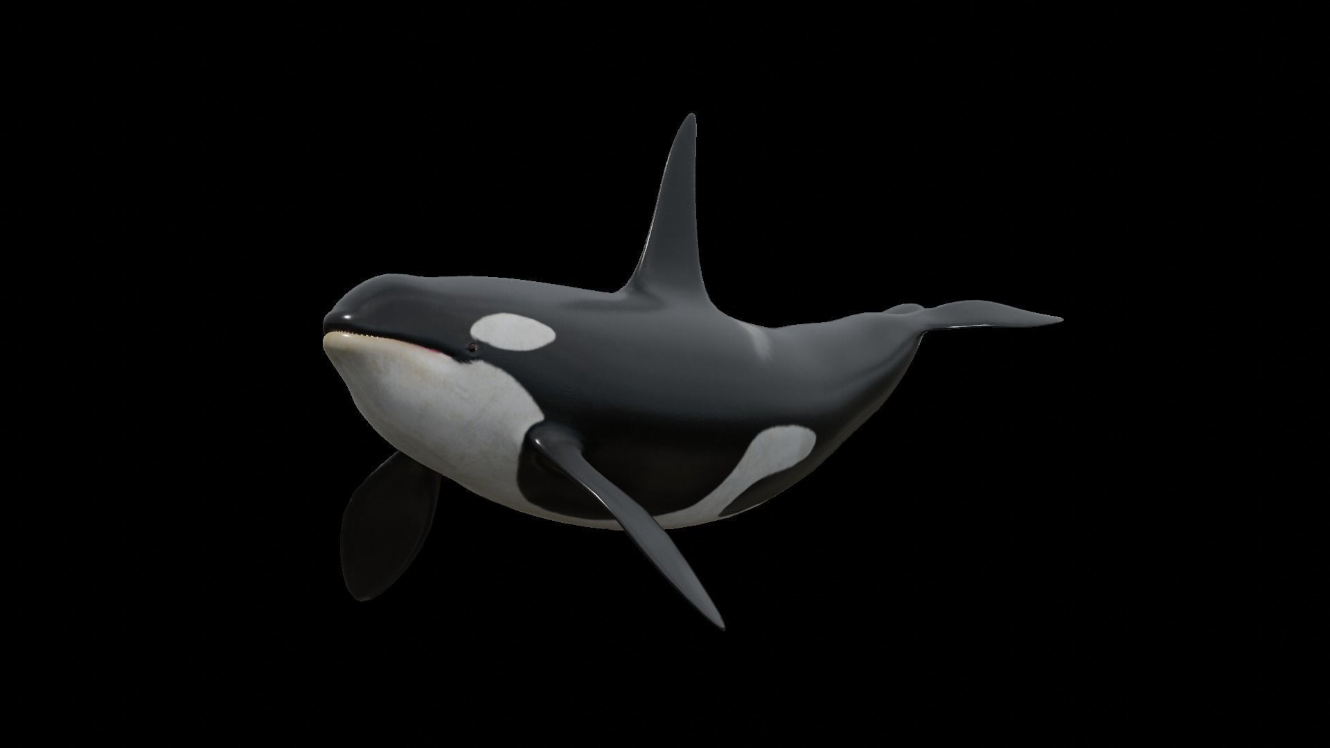 Orca killer whale Low-poly 3D model_50