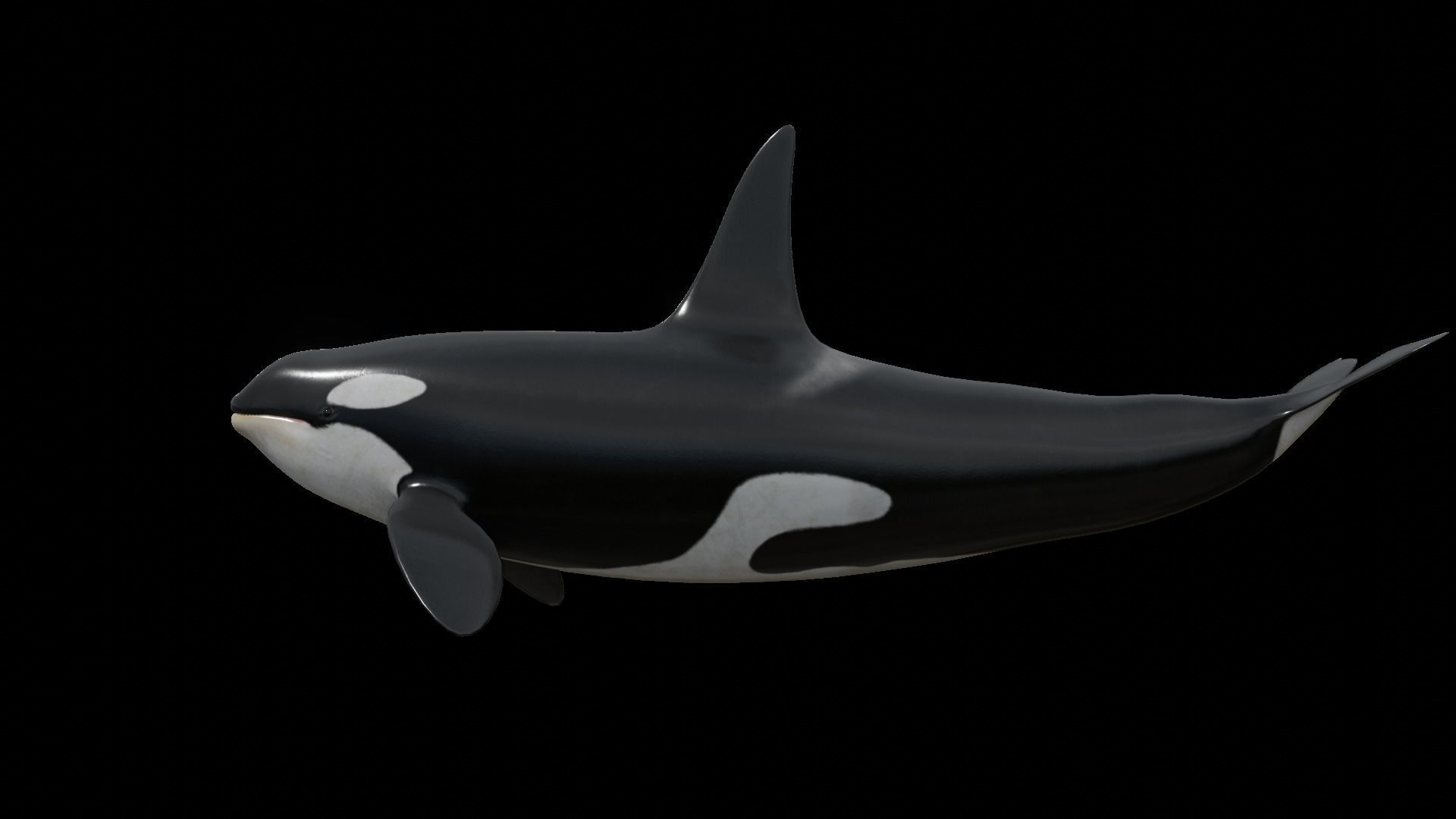 Orca killer whale Low-poly 3D model_42