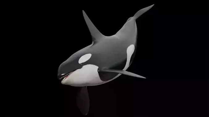 Orca killer whale Low-poly 3D model