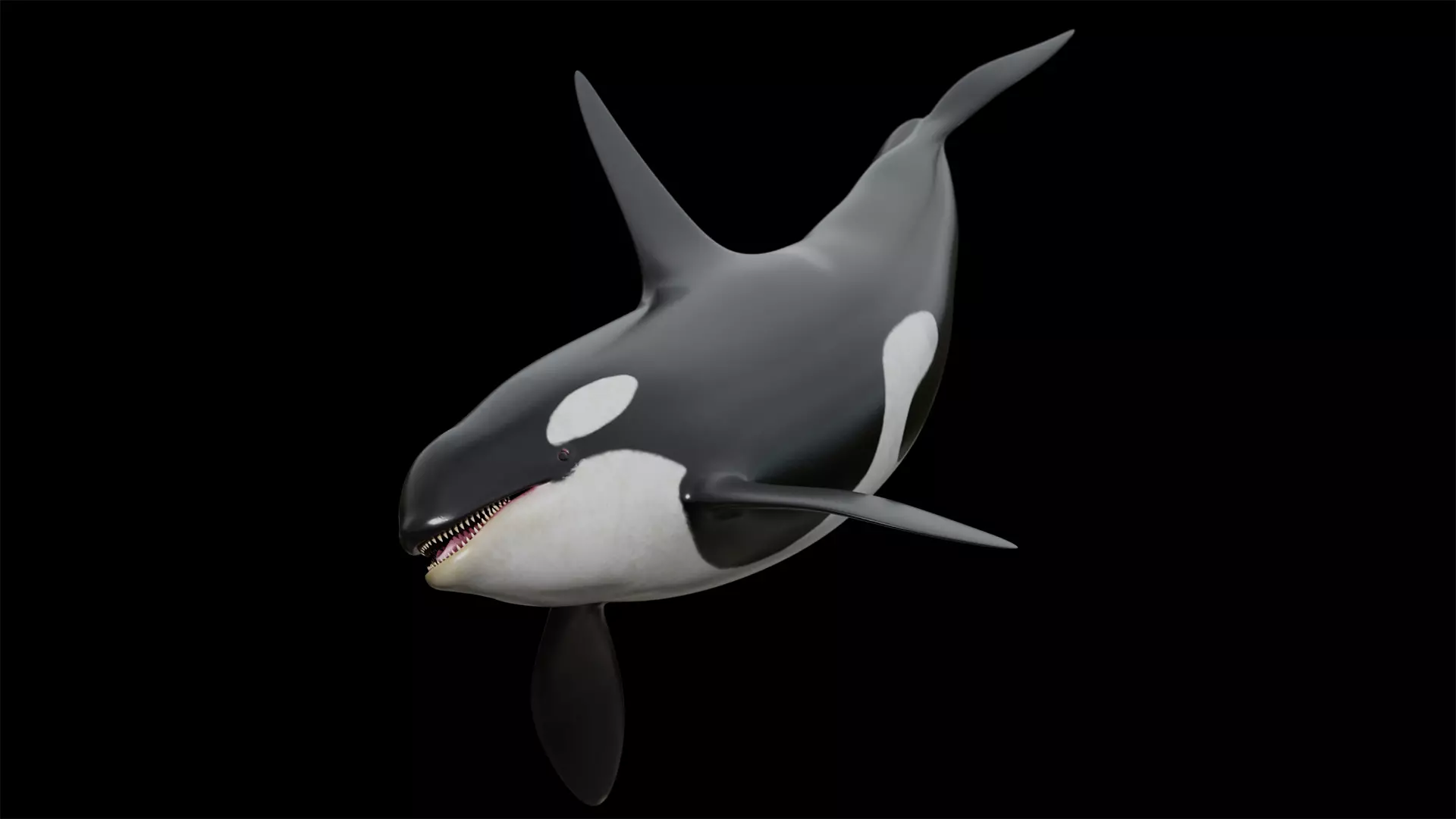 Orca killer whale Low-poly 3D model_0