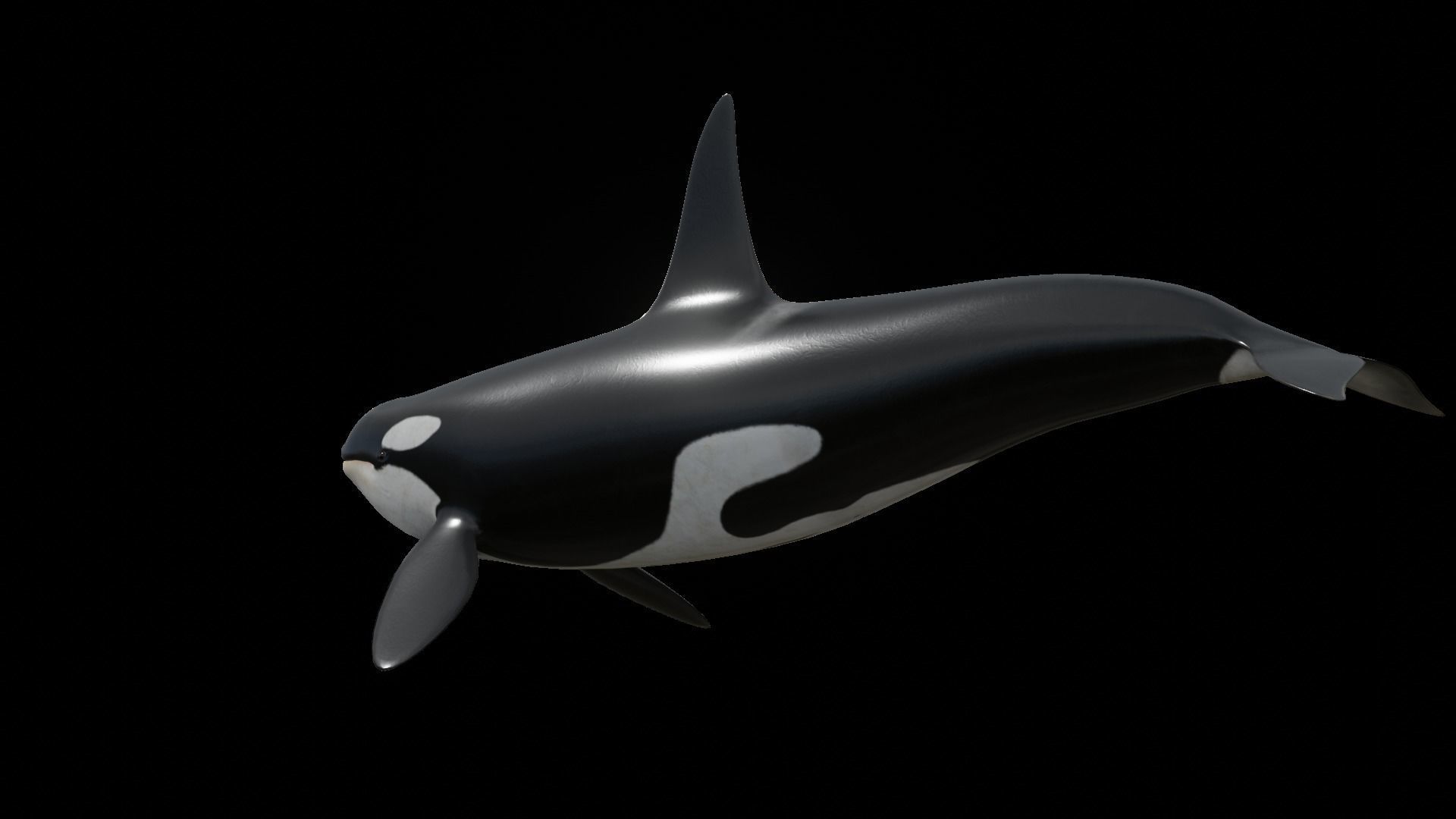 Orca killer whale Low-poly 3D model_58