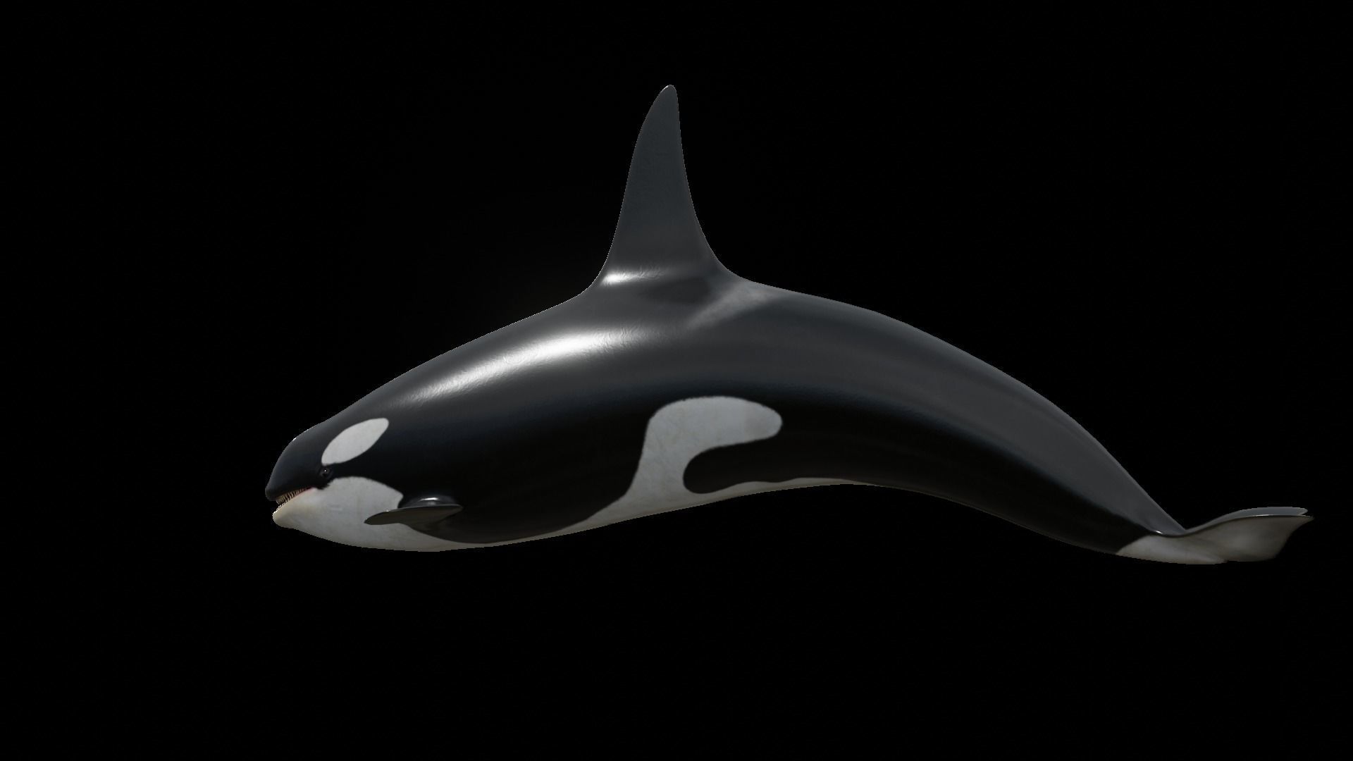 Orca killer whale Low-poly 3D model_53