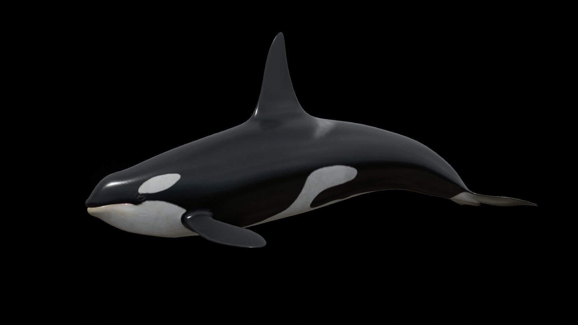 Orca killer whale Low-poly 3D model_49