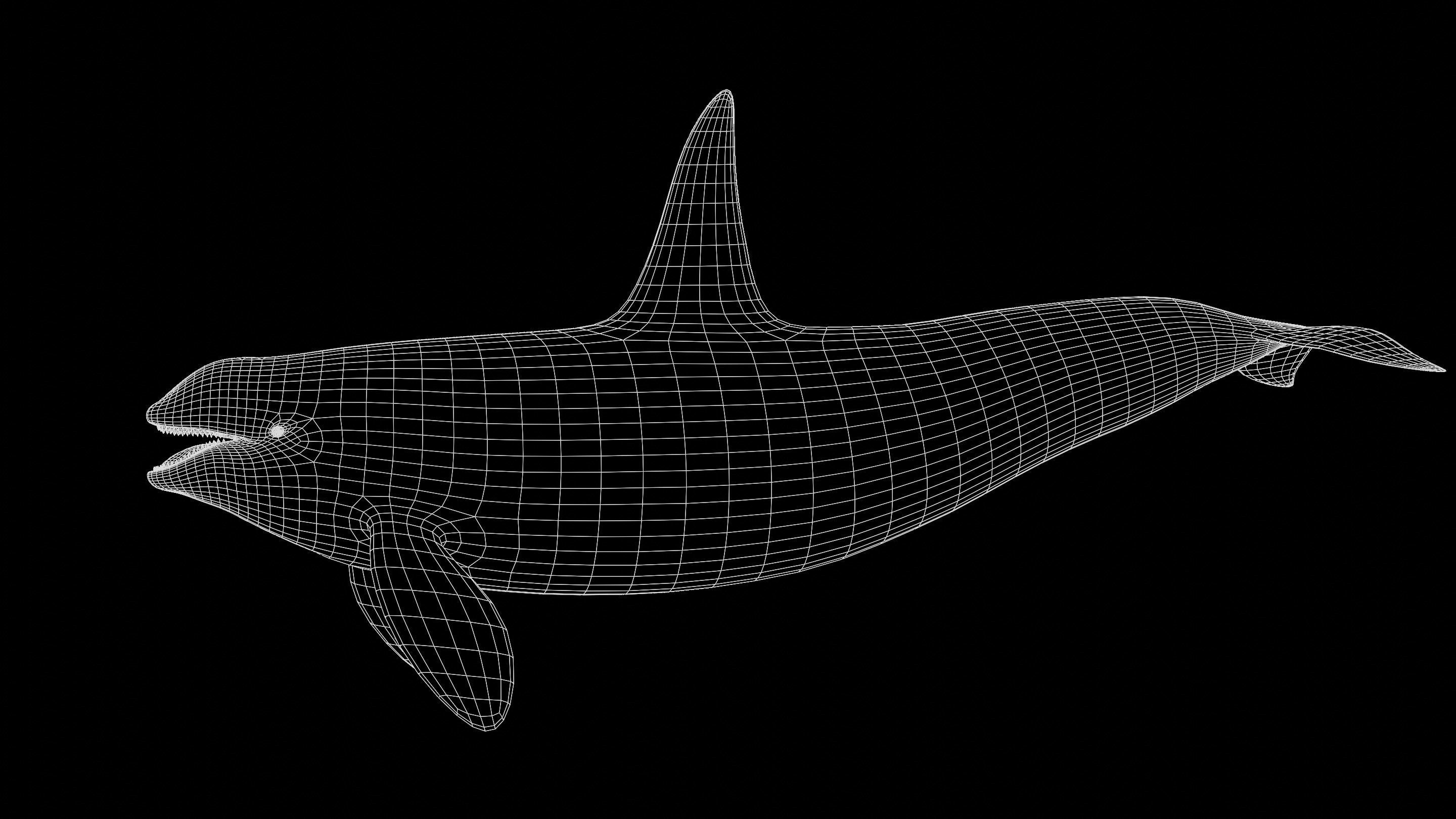 Orca killer whale Low-poly 3D model_15