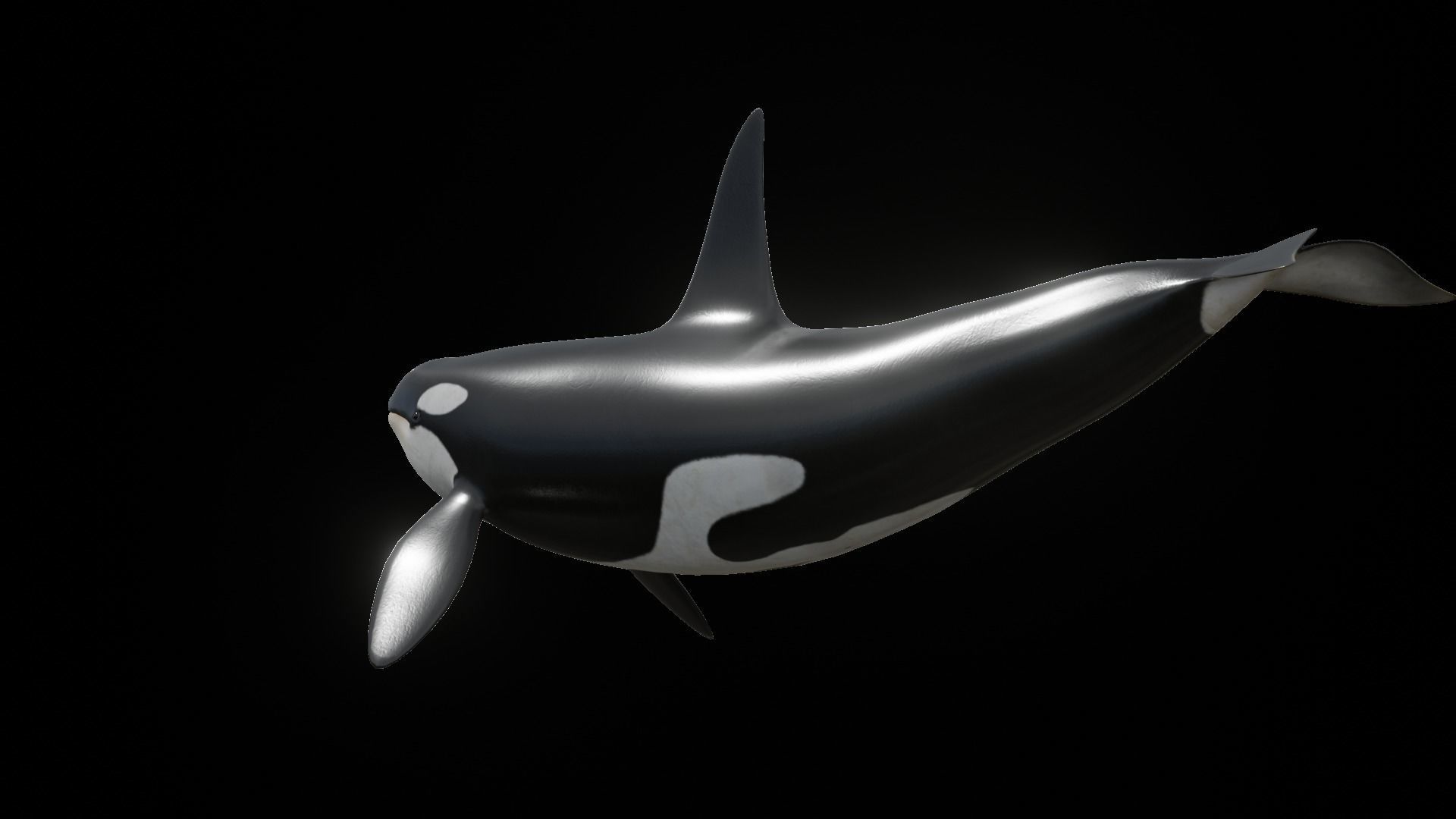 Orca killer whale Low-poly 3D model_47