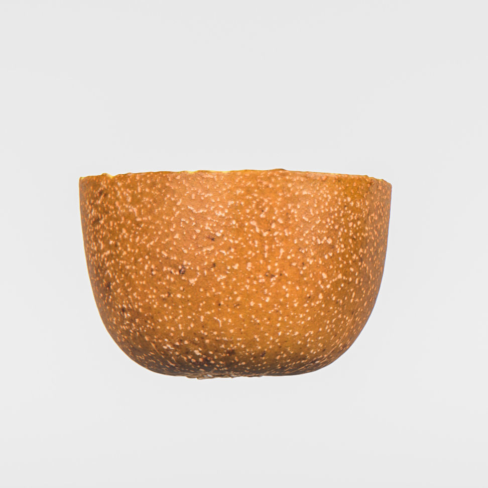 Kiwi  3D model_5