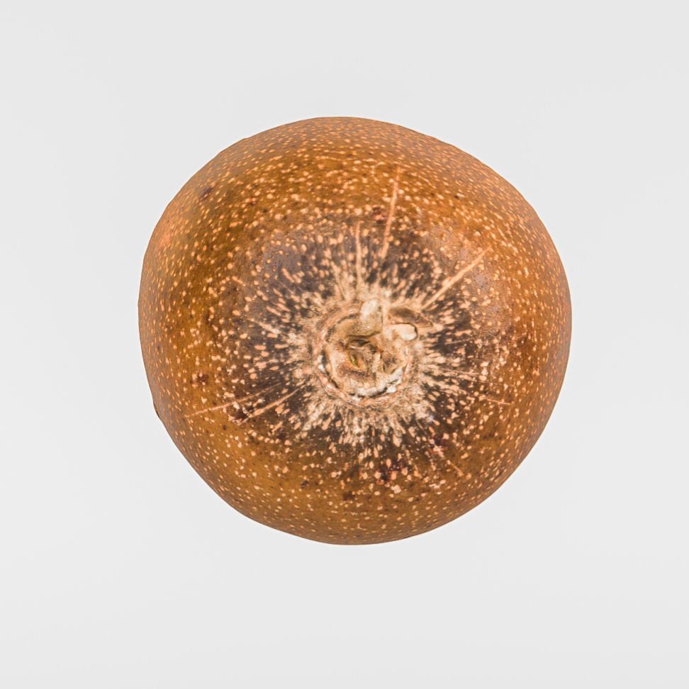 Kiwi  3D model_7
