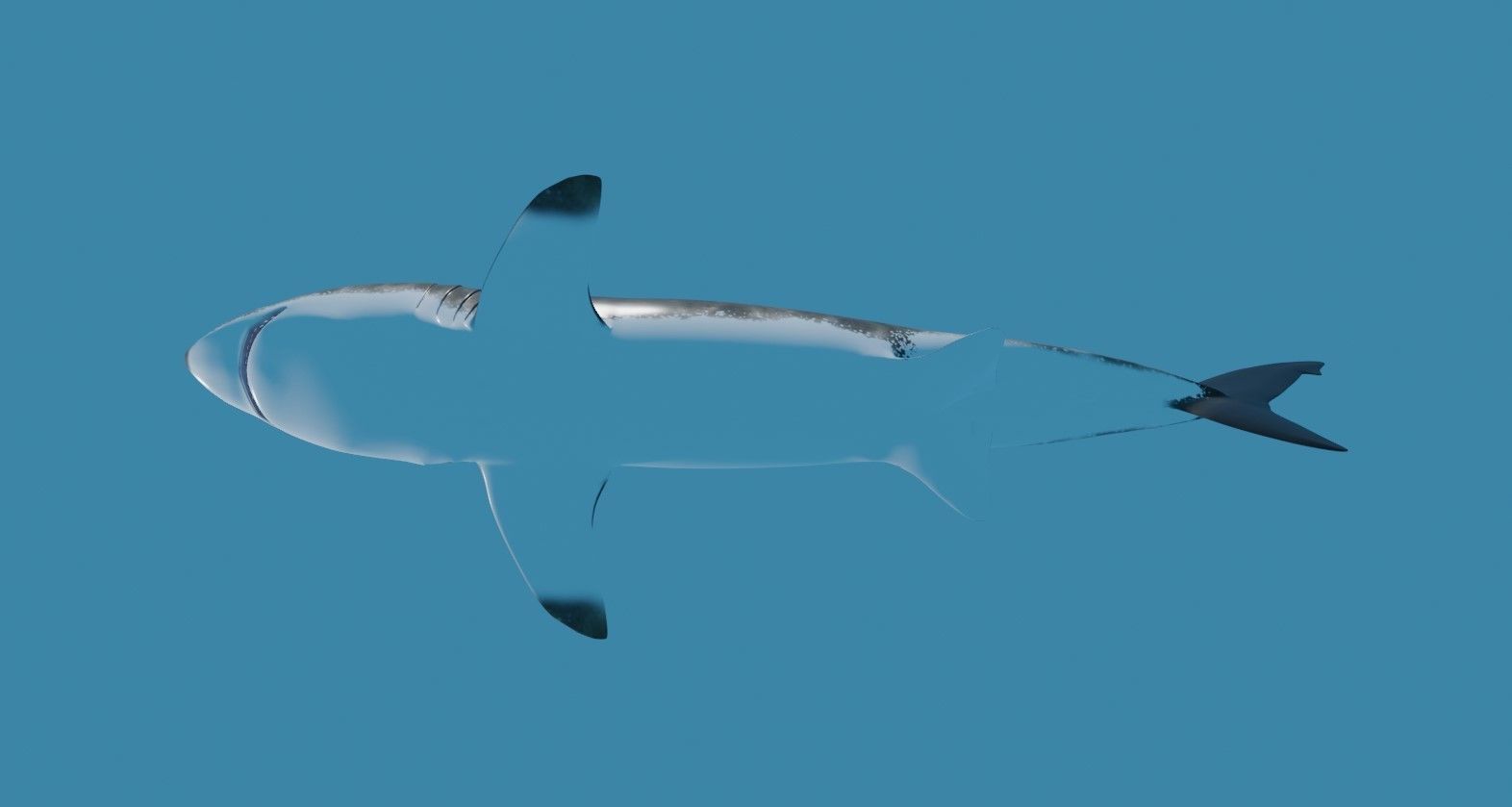 Shark - Tubarao Low-poly 3D model_16